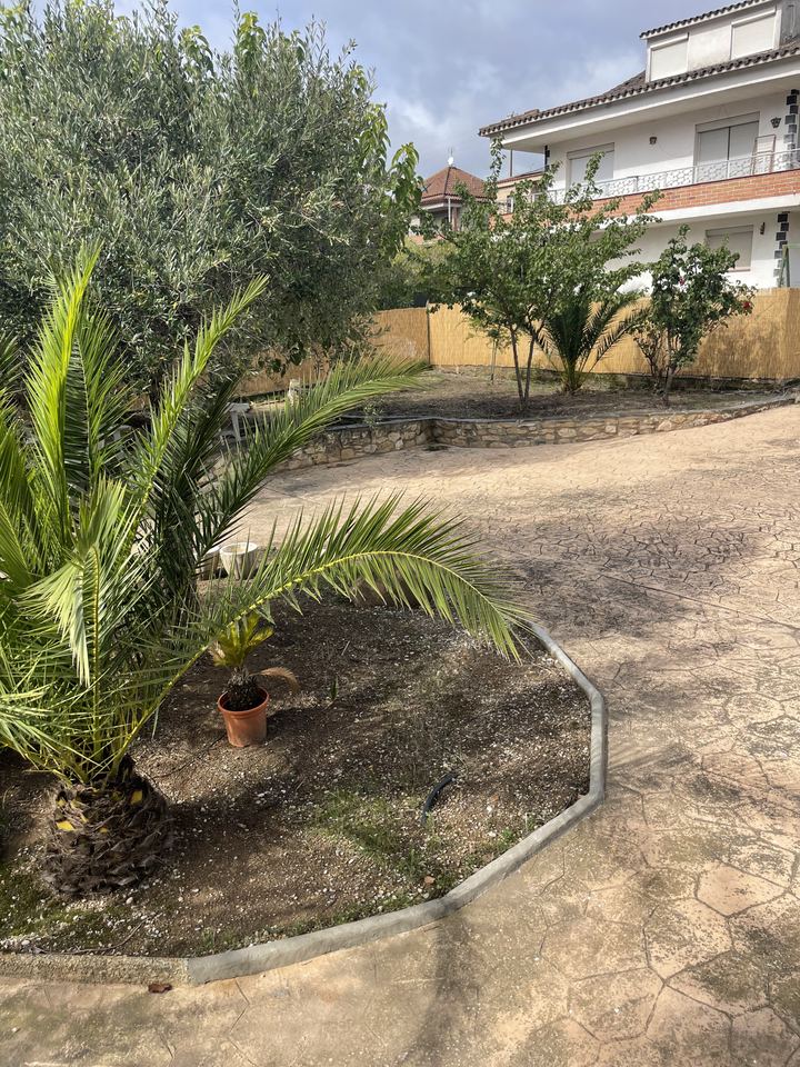 Jardín con palmeras y olivos